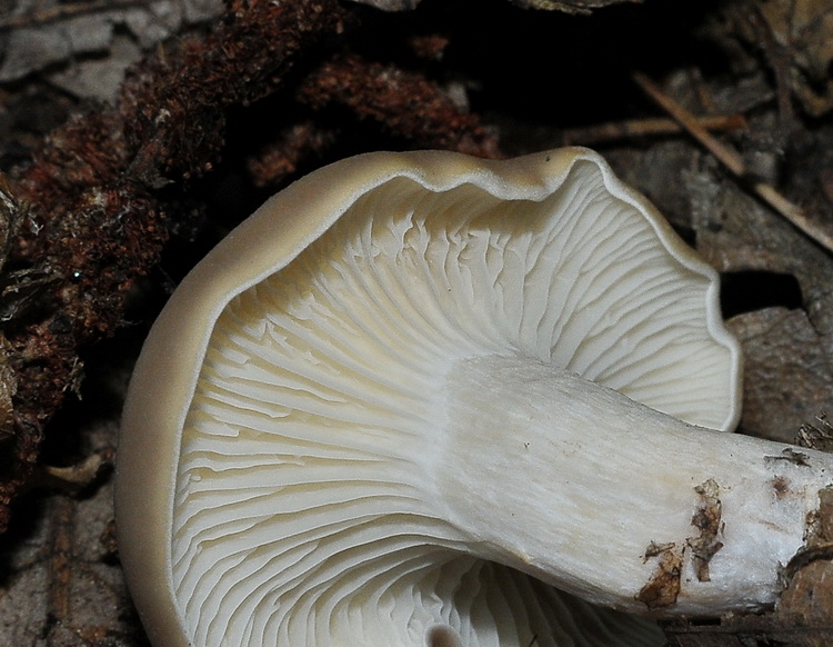 Clitocybe sp, ?